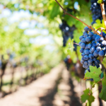 wineries