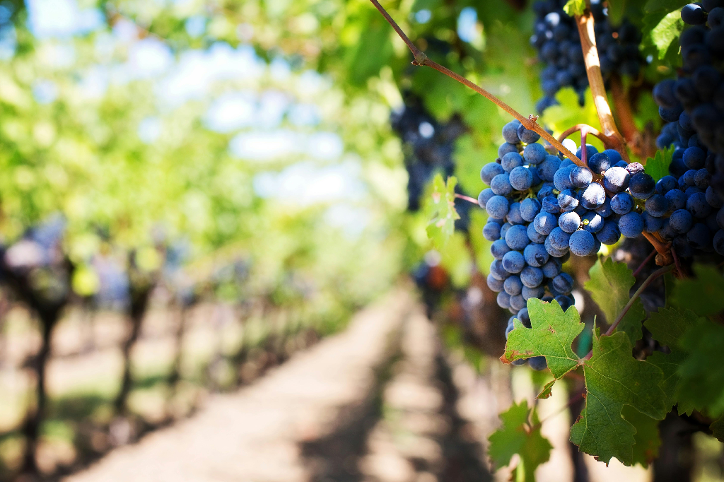 wineries